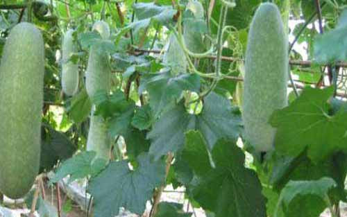 毛节瓜种植栽培技术及病虫害防治方法 种植技术 帮农网