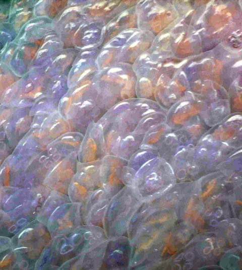 Moon Jellyfish Glass Art R