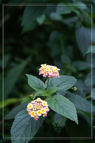 PICT4265