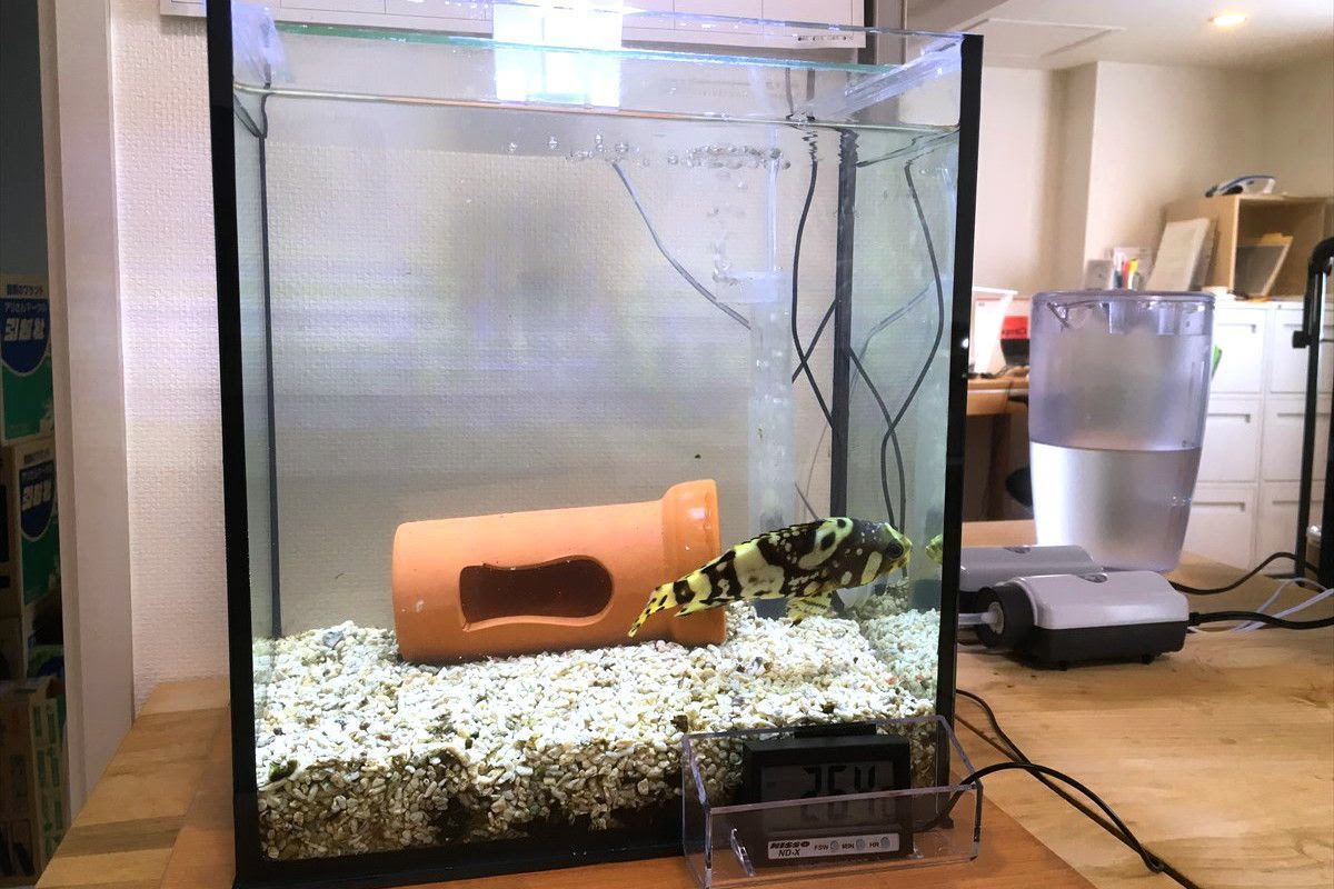 東京都品川区の個人宅25cm水槽をスポット掃除 アクア総合企画mukasa