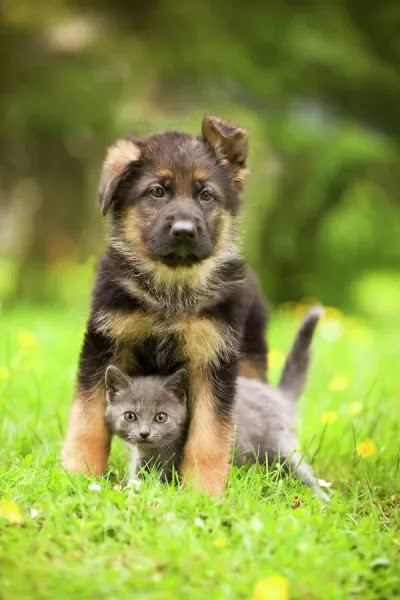 alsatian puppy similitude
