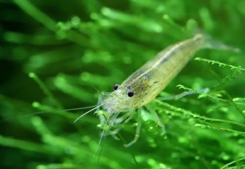 ミナミヌマエビの飼育は難しい 注意するポイントは ミナミヌマエビの生態