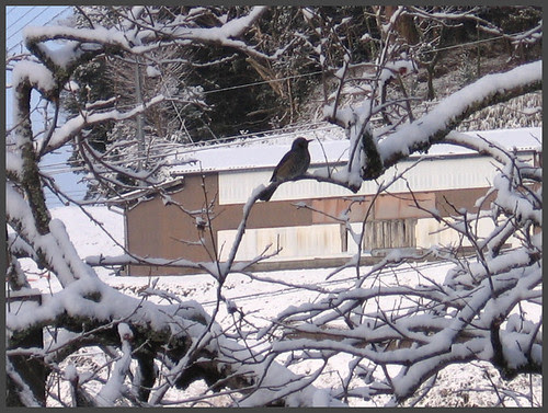 04 bird