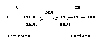 diabetes gluconeogenesis in be diabetics? biochemistry in would lactate  Why high  Biology Stack