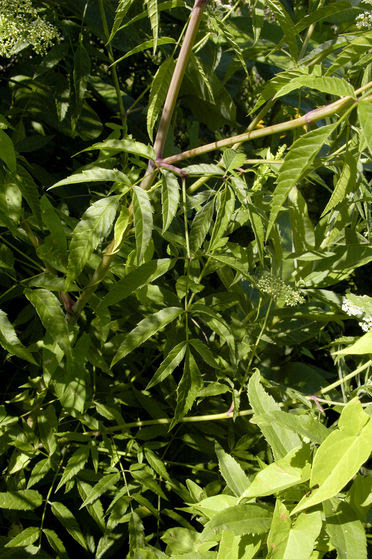 Cicuta maculata WATER HEMLOCK.jpg