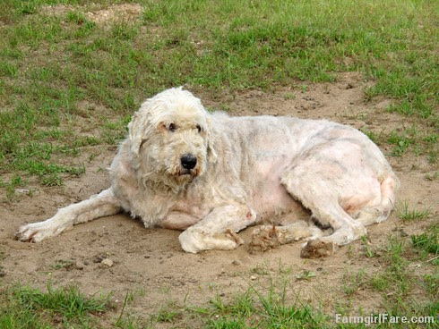 (28-8) Marta not quite used to her new look - FarmgirlFare.com