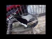 Inspirasi Aksi Kicau Suara Burung Kapasan Kemiri, paling baru!