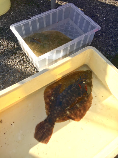 東京湾で座布団探し 江戸前釣り大会 カレイ釣り18 ハヤブサlady 隼華 Hayaka
