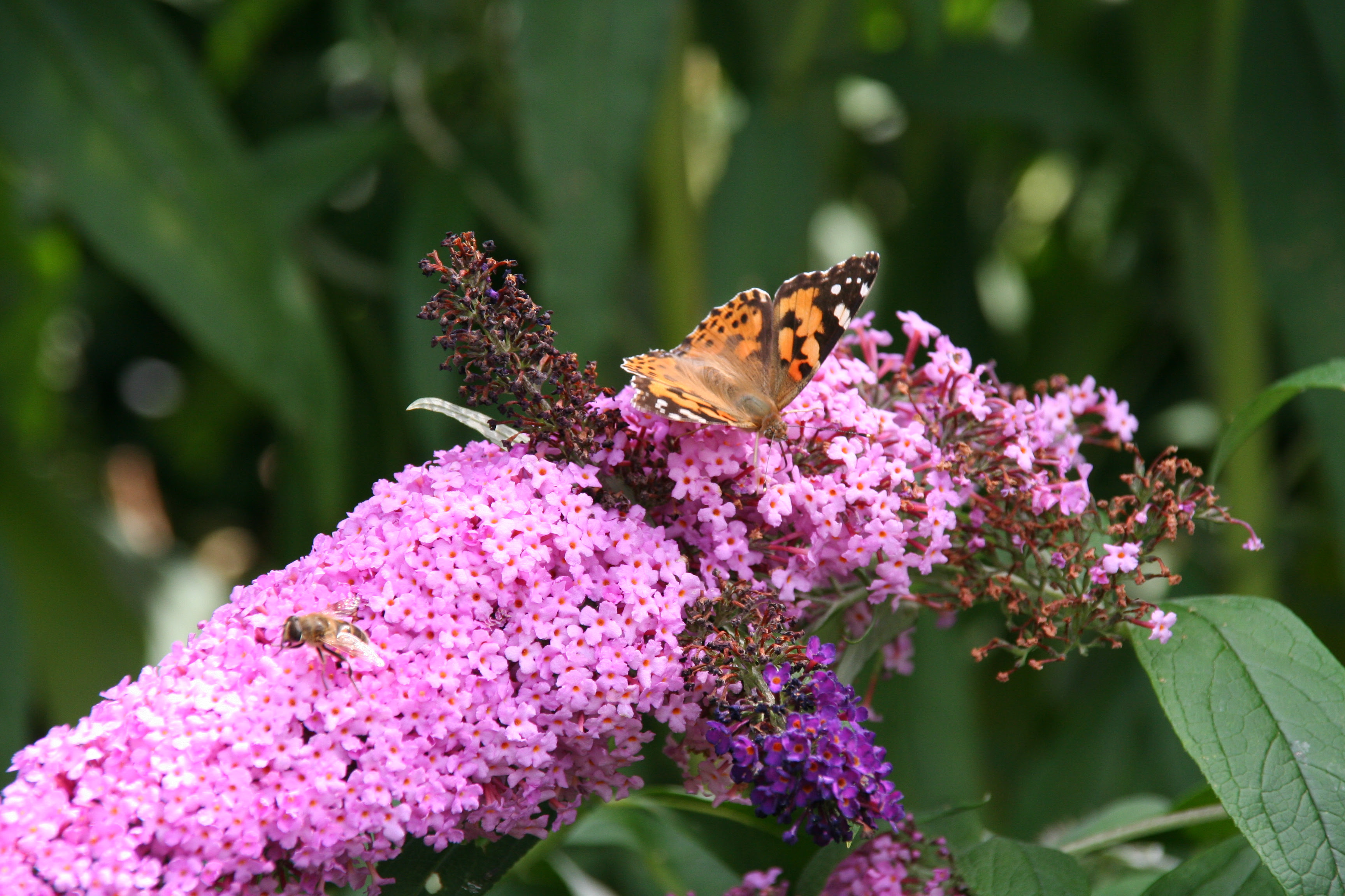 Mit den richtigen Pflanzen Schmetterlinge in den Garten ...
