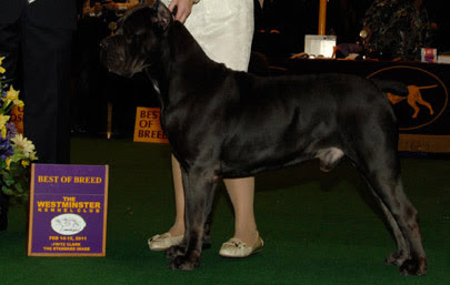 2011 Westminster Kennel Club Dog Show Cane Corso Presence