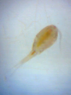 ケンミジンコ メダカ日誌