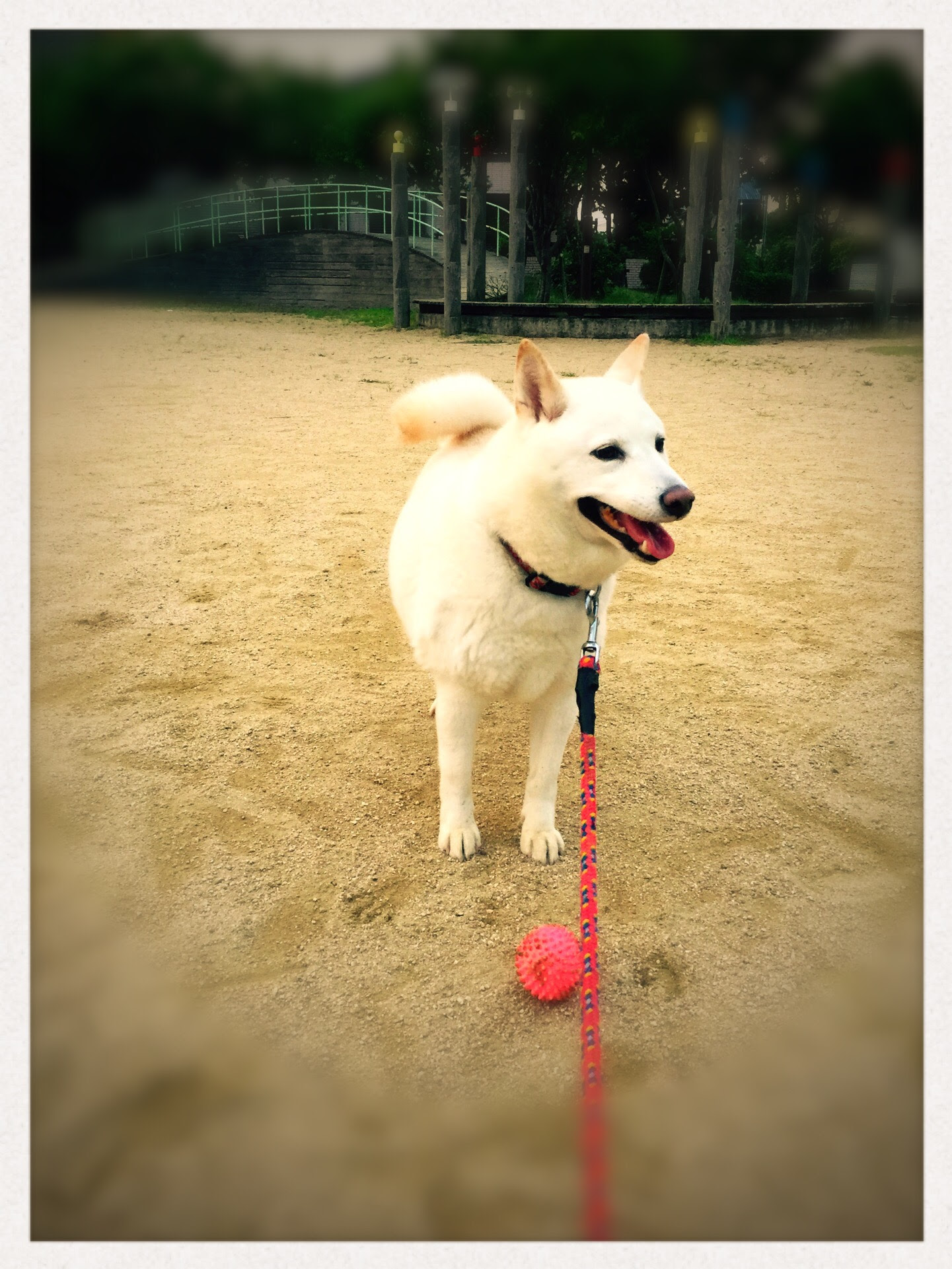 愛犬のかわいい表情が簡単にスマホで撮れる方法 犬が振り向くカメラアプリを試してみては 神戸のペットシッター ワンコノ