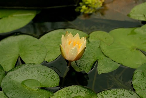 Water Lily