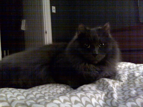 Artie in bed