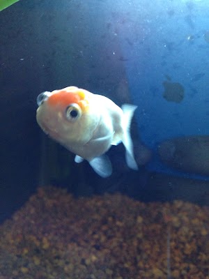 14+ Posts About Baby Red Cap Oranda Goldfish [Latest Update 2021]