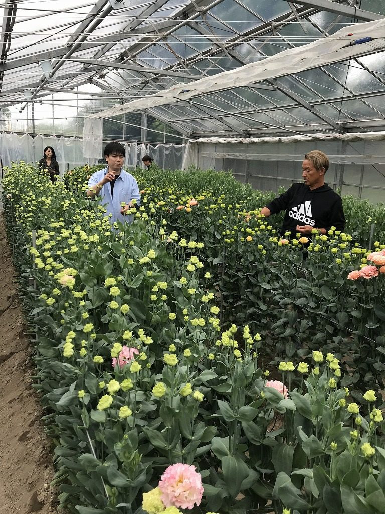 トルコキキョウ産地見学 Falette Fleurs ファレットフルール 公式ブログ