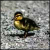 Duckling