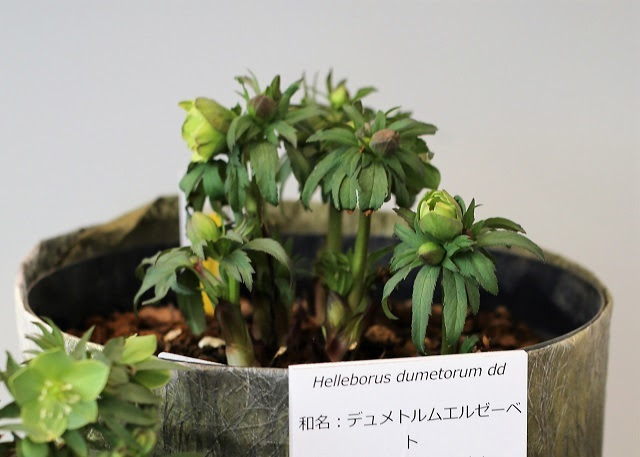 ヨッシーgarden 花菜ガーデン クリスマスローズ展 その３
