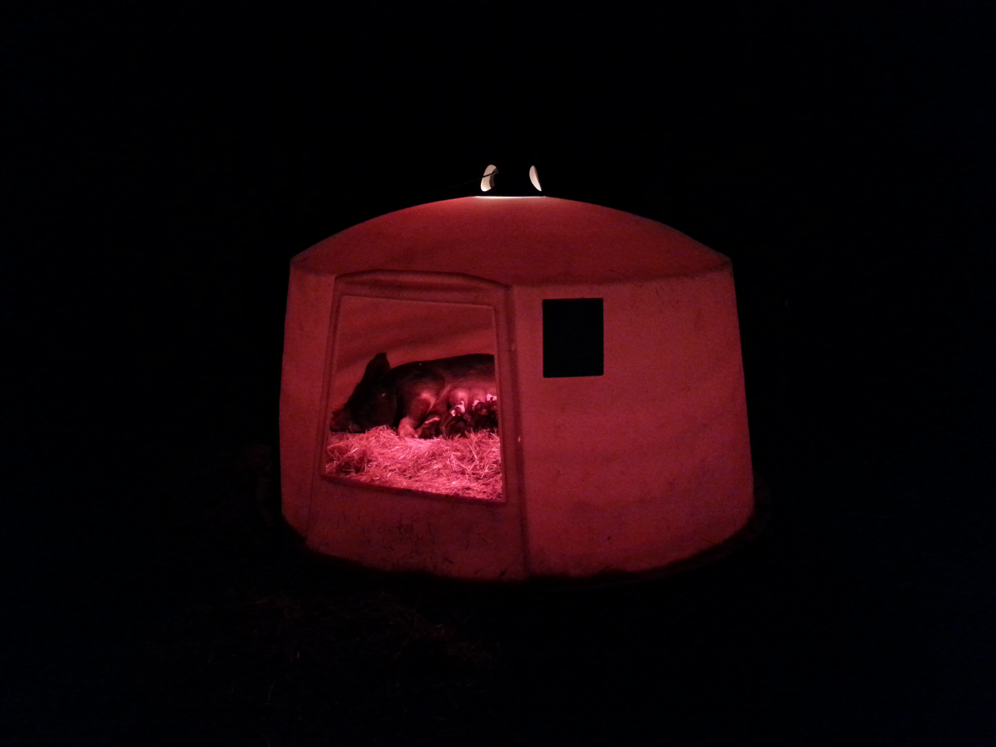 Farm Blog | Wilderness Farms
