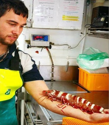 Thomas và con tôm sú siêu dài. Ảnh: Facebook.