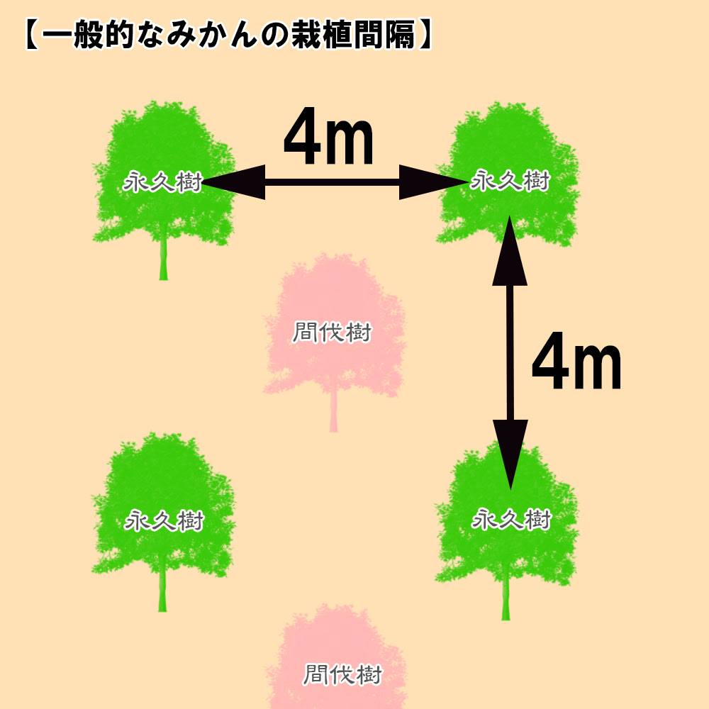 綺麗なみかん 植え 方 すべての美しい花の画像