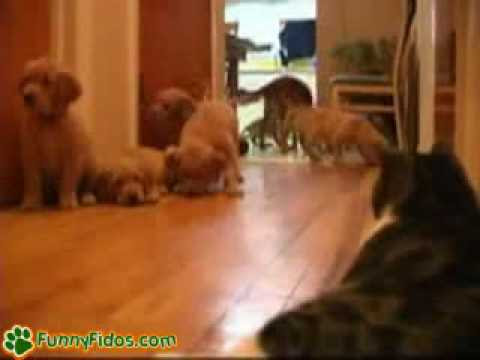 funny puppies and dogs. funny puppies and dogs. Funny puppies vs Cat; Funny puppies vs Cat. Sounds Good. Apr 6, 02:26 PM. Oh, and for the person who made the quot;trollquot; post