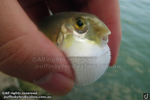 Green Rough-backed Pufferfish - Lagocephalus lunaris