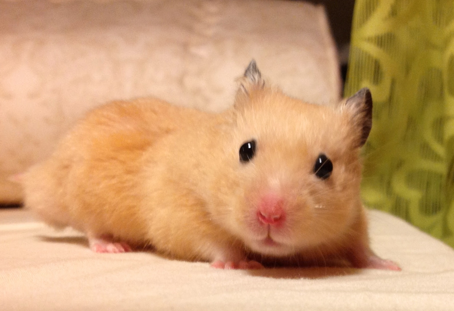 かわいいハムスター キンクマハムスター