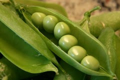 peas in a pod