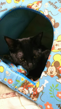 北海道 ナイキ とびきり元気な黒猫 猫の里親募集 ネコジルシ