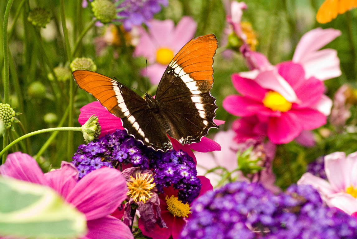 butterfly pictures, butterflies picture