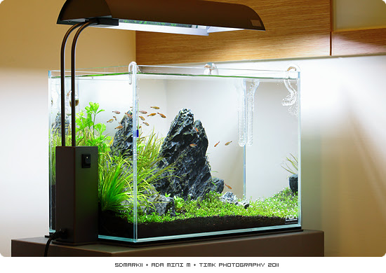 水族 1 2尺水草缸 Ada Mini M Timk 加油 痞客邦