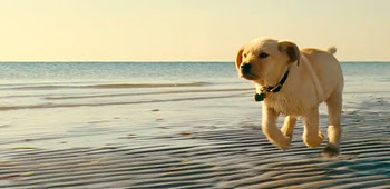 Image result for marley and me