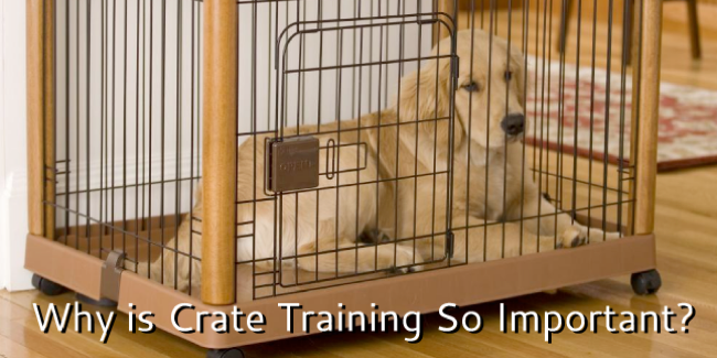crate training