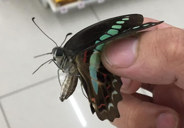 ポケモンゲットだぜ 蛾や蝶へのボケ ボケて Bokete