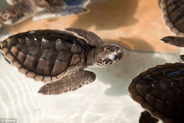 'The Gili Islands gave me some of my best diving experiences including tons of turtles,' Natalie says