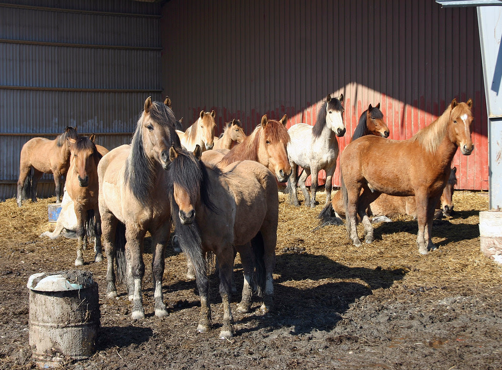 Bashkir pony's
