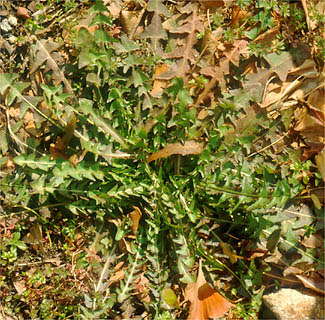 道ばたに見る春の草たち タンポポのなかま