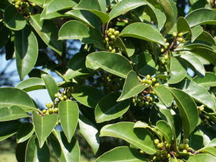 国指定天然記念物御池沼沢植物群落８月