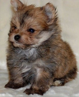 6 week old Yoranian puppy. Mom is Pom, dad is Yorkie
