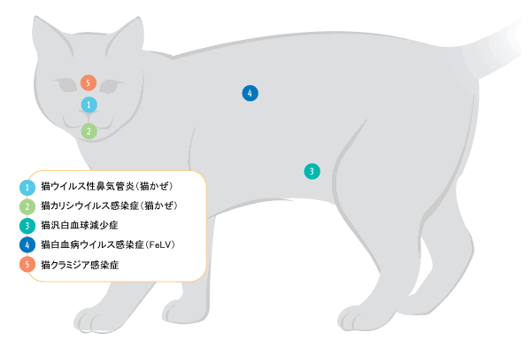 猫のワクチン接種  松波動物病院メディカルセンター