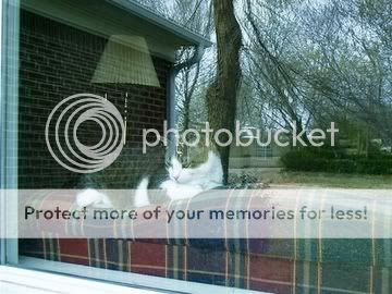 Image hosted by Photobucket.com