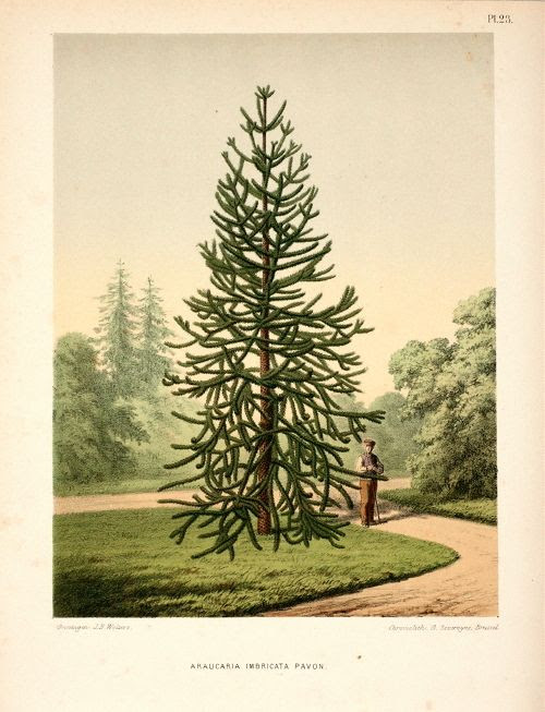 Araucaria araucana (imbricata d sespoir des singes)