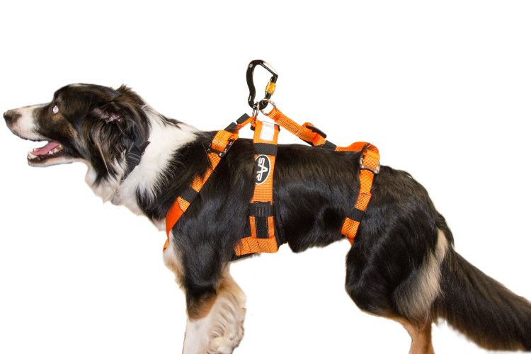 Dog Harness - SAR Products