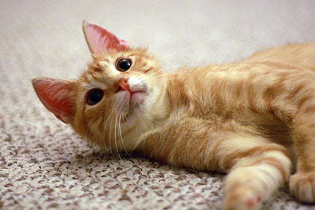 Nos gatos, a região mais afetada é perto os bigodes As acnes não são só um pesadelo para os adolescentes, mas também para os animais domésticos. Essas erupções avermelhadas, que costumam aparecer em gatos e cachorros no queixo ou na região em torno da boca, têm origem em um folículo capilar bloqueado, que inflama e pode expelir secreção prurida ou com sangue.  Nos cachorros é considerada uma doença de “cão jovem”, porque costuma aparecer nos primeiros anos de vida do animal. Por se tratar de um processo inflamatório, pode vir associado a furunculose. Já nos gatos, não tem idade específica para se desenvolver e pode se apresentar na forma de comedões (cravos). Uma reclamação frequente no consultório da veterinária especialista em dermatologia Cintia Valadares é de clientes que reclamam de “pontinhos pretos” no queixo dos gatos.  Os casos de acne canina são mais frequentes em raças de pelo curto, mas a cadela da raça cocker spaniel Yule, de dois anos, é a prova de que as erupções podem aparecer nos cães de pelo longo também. A enfermeira e tutora Joice Cândido notou que sua cadela Yule estava com uma coceira intensa no focinho. No consultório, o diagnóstico: acne.  Depois que começou o tratamento com antibióticos e xampus, Joice percebeu uma melhora na pele de Yule e um controle da coceira. “É preciso prestar atenção no animal para perceber alguma melhora e para evitar que ele coma algum alimento que cause alguma reação”, afirma Joice.  O acompanhamento de veterinário e os cuidados com a higiene na região perilabial (ao redor da boca) são essenciais para evitar o reaparecimento das acnes.  Fonte: Diário de Pernambuco