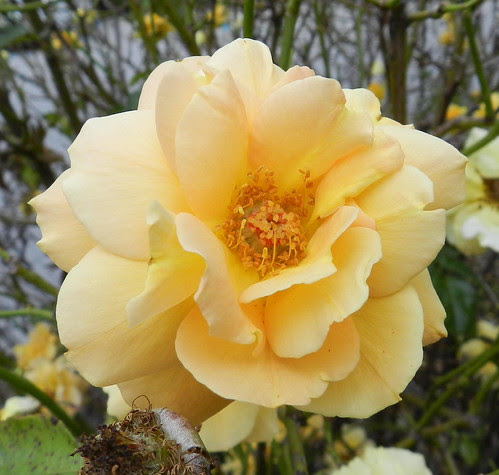 todayflowersDSCN8766