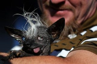Meet The New World's Ugliest Dog, SweePee Rambo