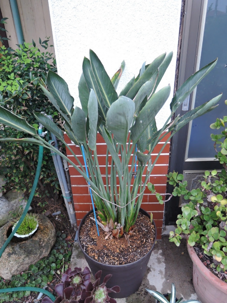 ストレリチア 極楽鳥花 植え替えました 園芸なんでもコ ナ