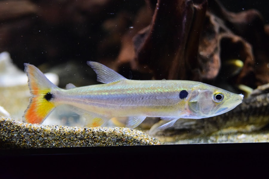10 4 入荷魚紹介 静岡市の熱帯魚専門店 大型魚 古代魚 珍魚 World Rivers