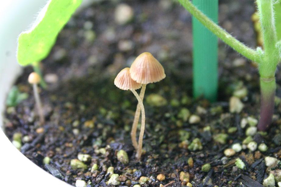 変なきのこが生えた チェリンとママのくらし